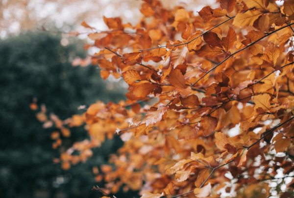 Photo de feuilles d'arbres pendant l'automne