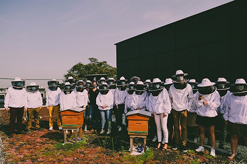 photo devant des ruches